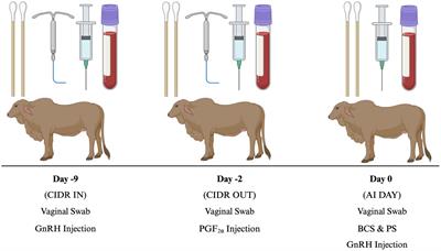 On-farm study: cytokine profiles and vaginal microbiome of Bos indicus cattle before artificial insemination